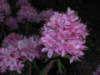 Rhododendron microphyton