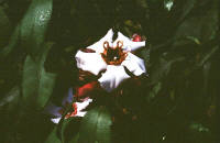 Strophanthus