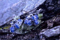 Veronica lanuginosa
