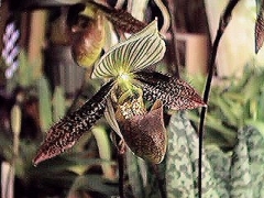 The elusive slipper orchid