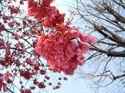 Prunus cerasoides var.