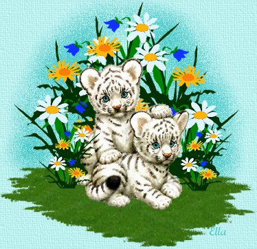 white tiger cubs