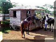Top Beach Cabins Negril horseback riding