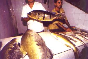 Peixes da Amaznia.jpg (14459 bytes)