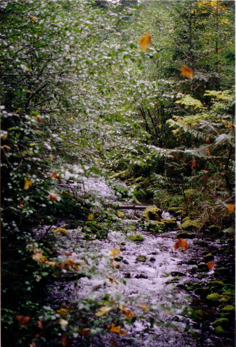 Leaves falling into creek