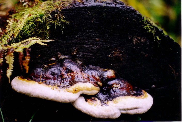 Shelf fungus on log