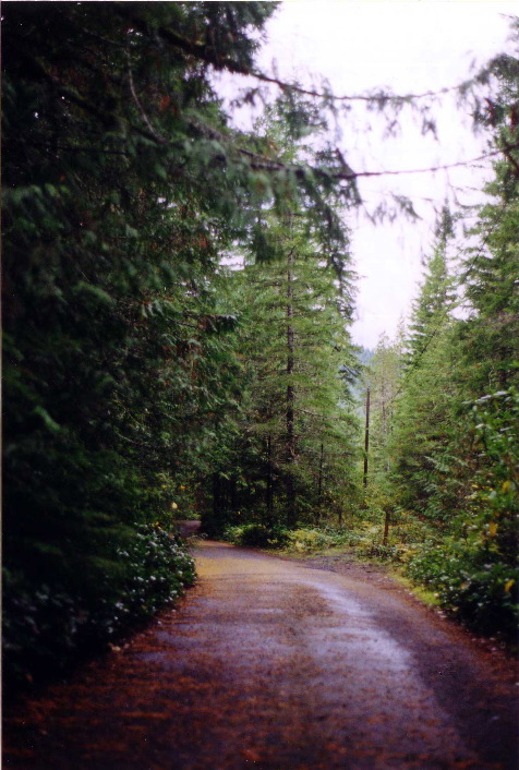 Winding forest road
