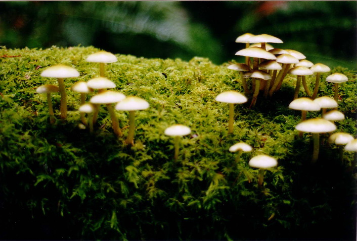 mushrooms in moss