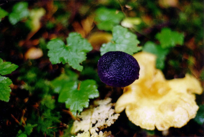 Purple bumpy fungus