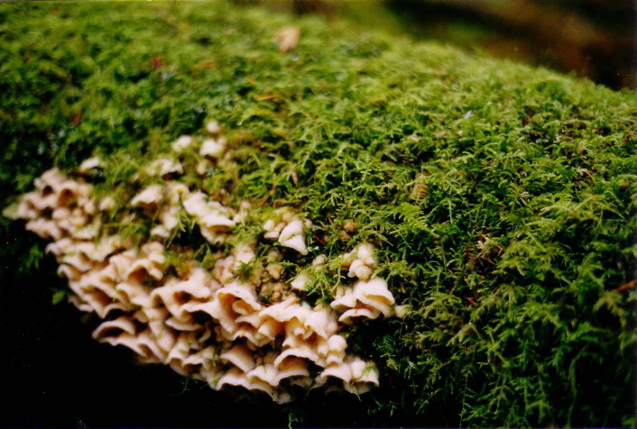 Fungus in moss