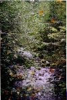 Leaves falling into creek