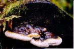 Shelf fungus on log