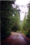 Winding forest road