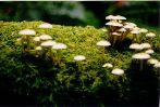 mushrooms in moss