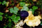 Purple bumpy fungus