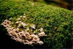 Fungus in moss