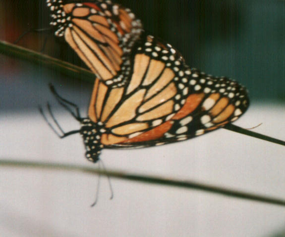 butterfly2