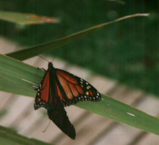 butterfly3