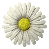 daisy-button