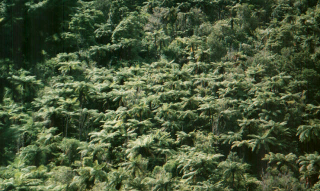 farnpalmtreerotorua