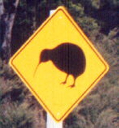 kiwi01
