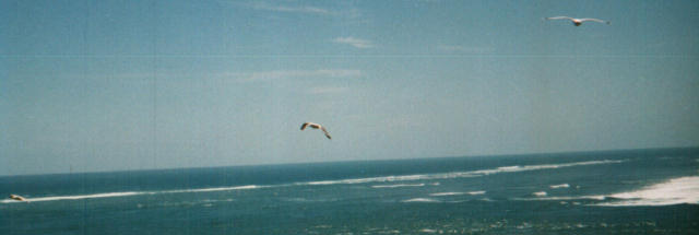 seagull-arai