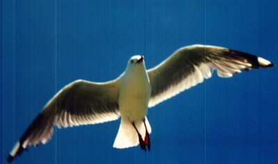 seagull