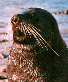 seal2