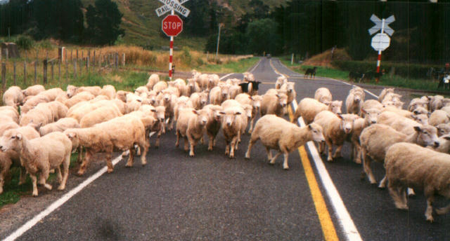 sheep1