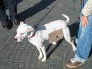 IMG 0340