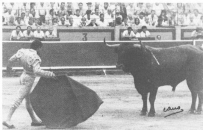 Toros De Miura
