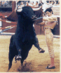 Vicente Barrera