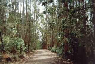 Bosque de Eucalipto