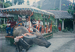 Carabao