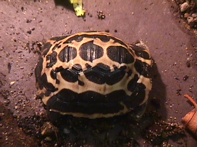 arachhatchling.jpg (63854 bytes)