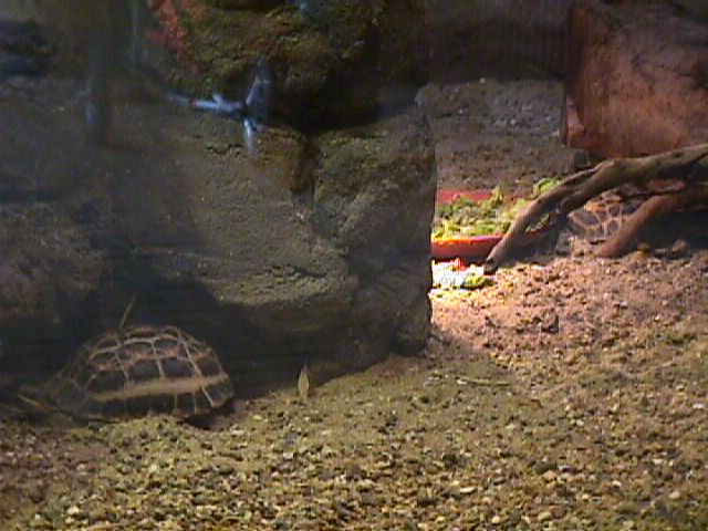 arachs.jpg (63453 bytes)