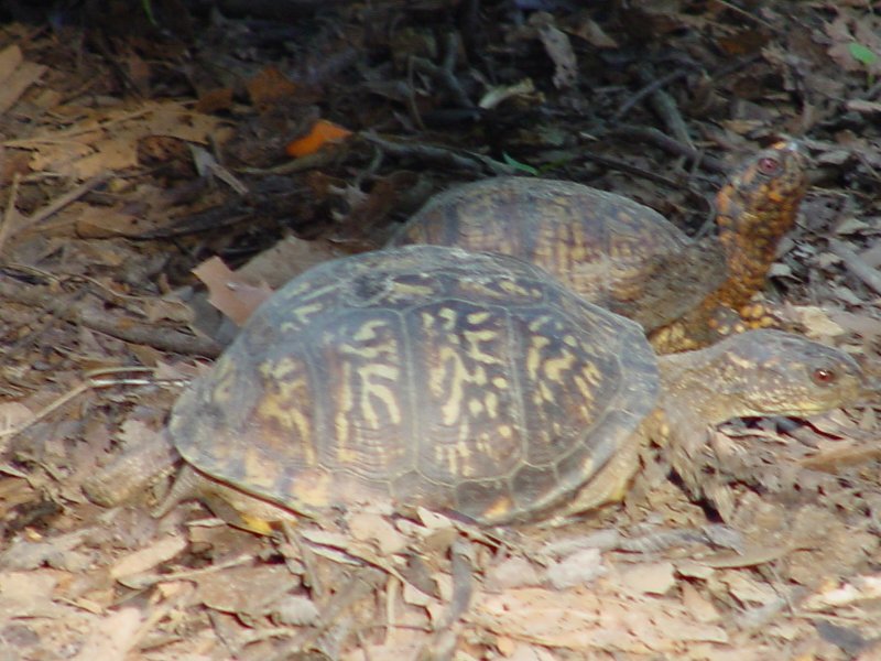 carolina.jpg (102458 bytes)