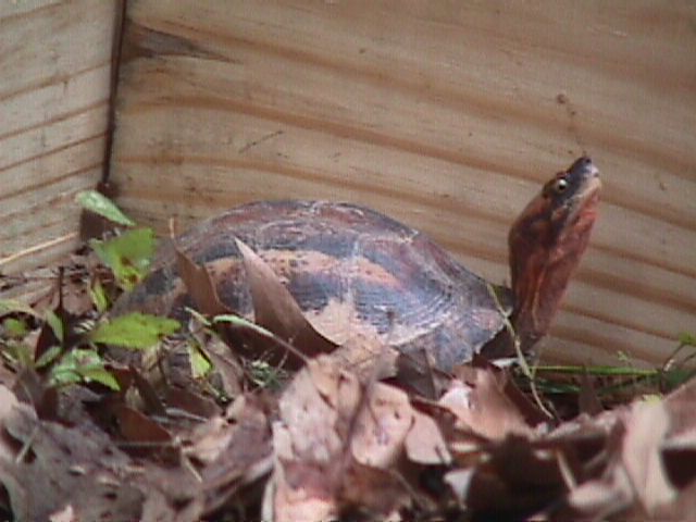 cuoragalbinifrons1.jpg (46998 bytes)