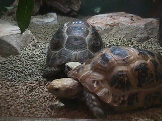 elongata2x1.jpg (60187 bytes)