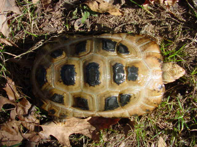 elongatacarapace1.jpg (61116 bytes)