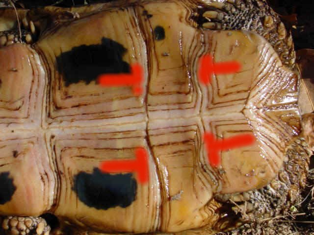 elongatainterpectoral.jpg (58486 bytes)
