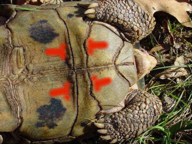 forsteniinterpectoral.jpg (90004 bytes)