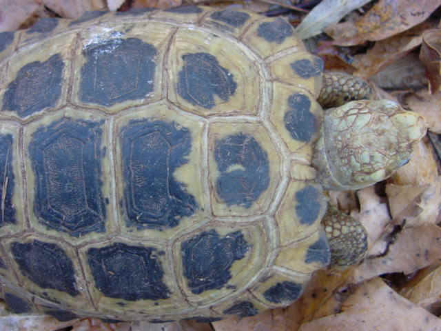 forsteninuchal.jpg (62126 bytes)