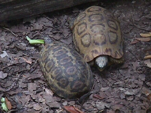 kinixybelliana (65475 bytes)