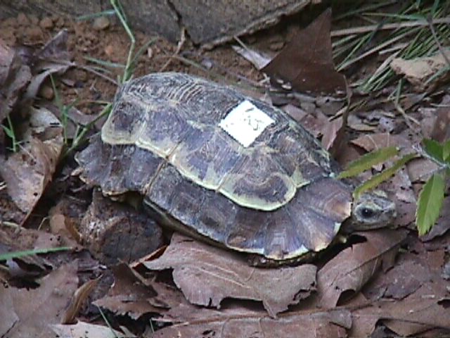 kinixyshomeana (68583 bytes)