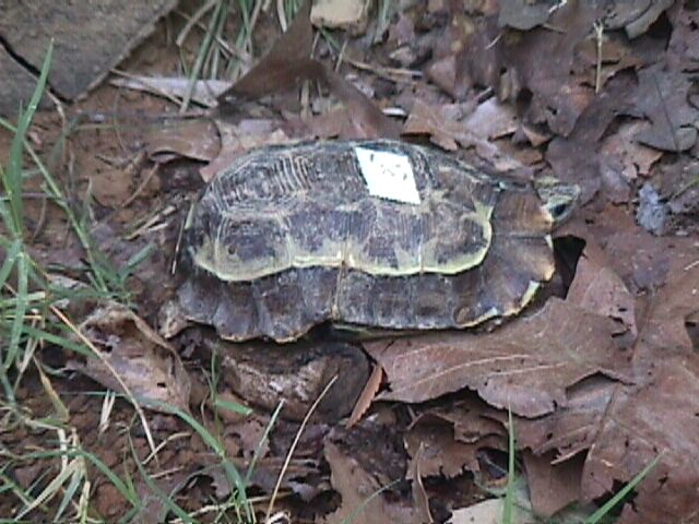 kinixyshomeana1 (69617 bytes)