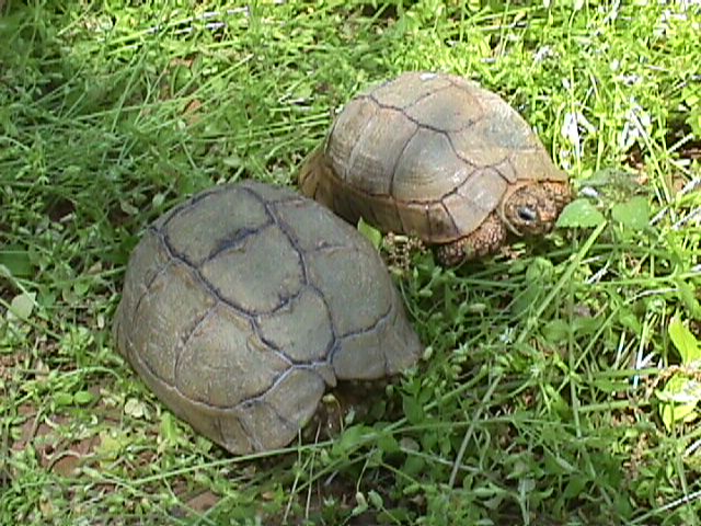 kleinmannipair2.JPG (95205 bytes)
