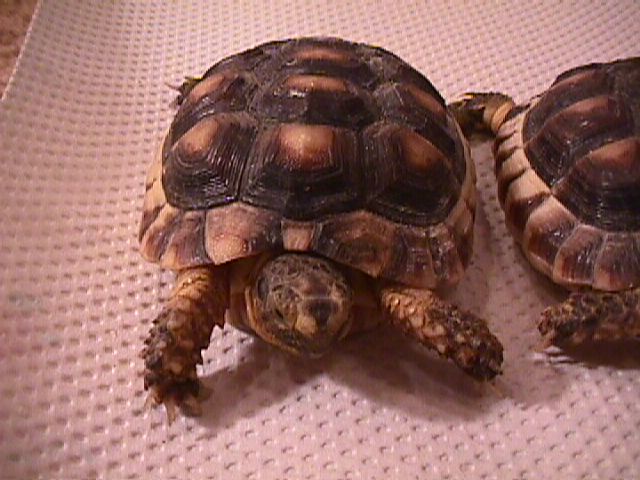 marginata.jpg (59403 bytes)