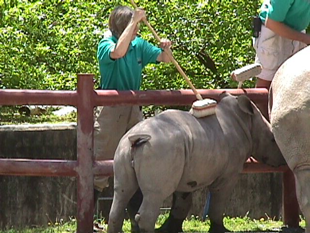 rhino11.jpg (80407 bytes)