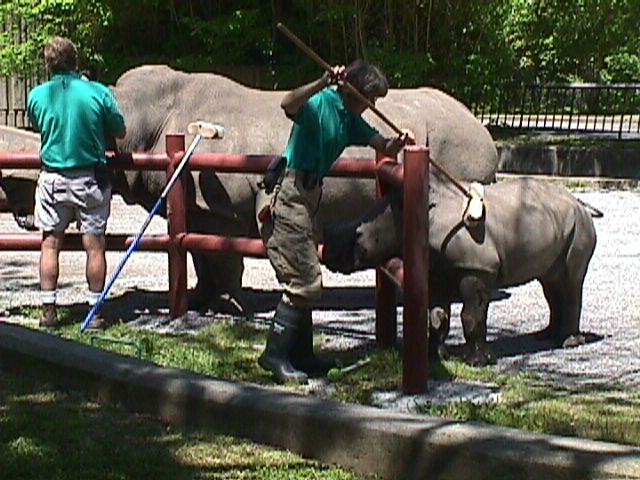 rhino7.jpg (73884 bytes)